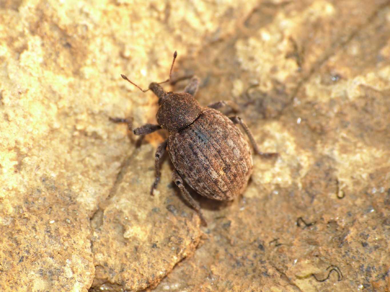 Donus salviae (Curculionidae) Da Tolfa